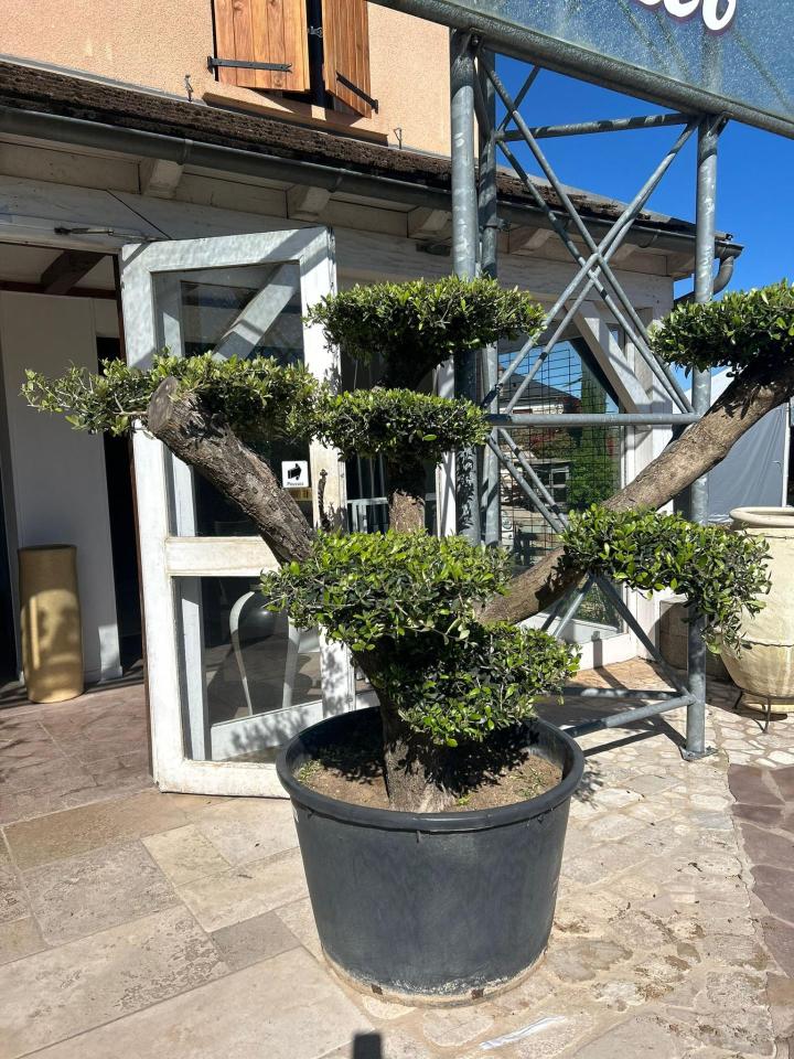 Aménagement extérieur Bayonne