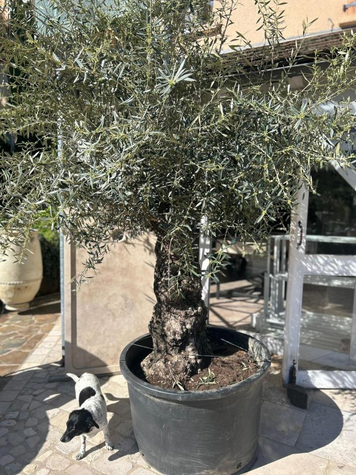 Aménagement extérieur Bayonne